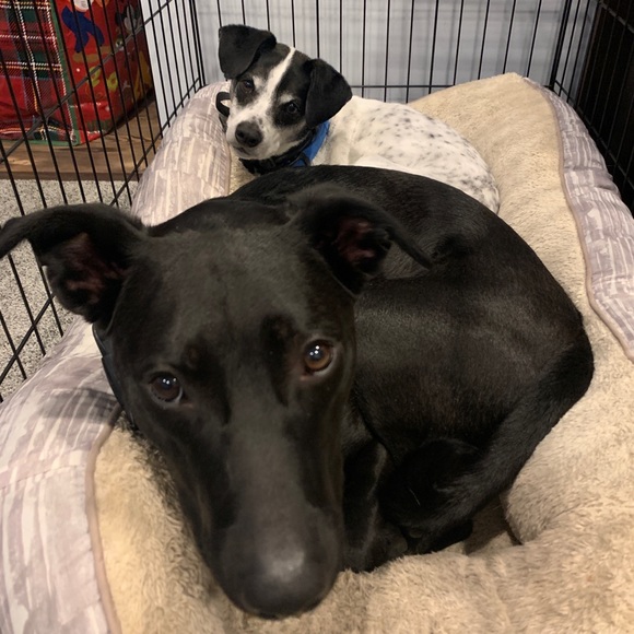 Meet your Posher, Arielle - Picture 1 of 1